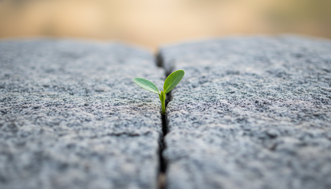 A single green sprout growing steadily out of a small crack in a solid rock representing resilience and sustainable growth.