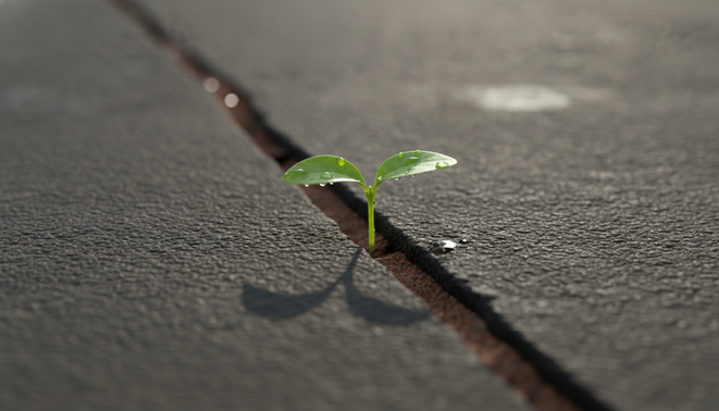 A green seedling grows through a crack in concrete